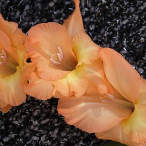 Gladiolus Vedetta