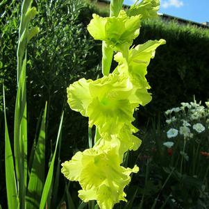Gladiolus Green Star