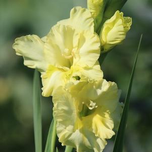Gladiolus Morning Gold