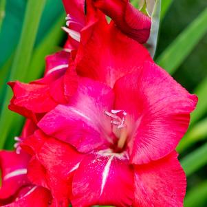 Gladiolus Natan