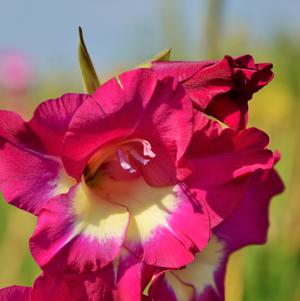Gladiolus Dynamite