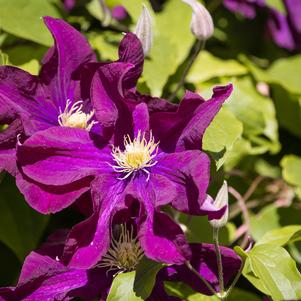 Clematis Warsaw Nike