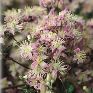 Clematis Mrs. Robert Brydon