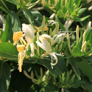 Lonicera L. Japonica Halliana