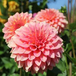 Dahlia Decorative Dahlia Nathalie G