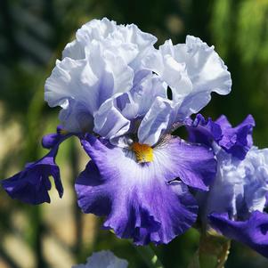 Iris Germanica Purple with White