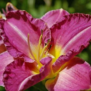 Hemerocallis Night Whispers
