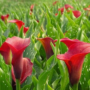 Zantedeschia Red Charm