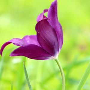 Tulip Lily Flowering Purple Dream