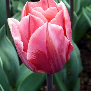 Tulip Triumph Pretty Princess