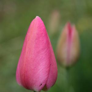 Precooled Tulip for Pot Christmas Dream