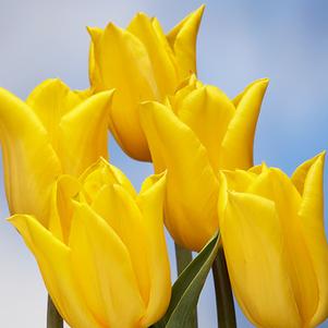 Precooled Tulip for Pot Strong Gold