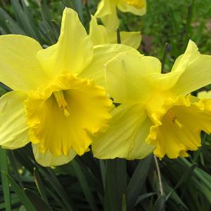 Precooled Daffodil Trumpet Dutch Master