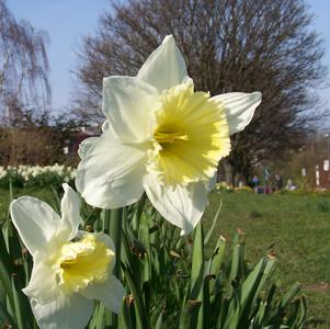 Precooled Daffodil Large Cupped Ice Follies
