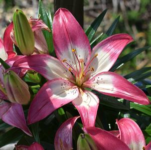 Lilies Asiatic Perfect Joy