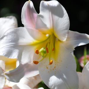 Lilies Oriental Miss Peculiar
