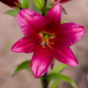 Lilies Oriental Touchstone