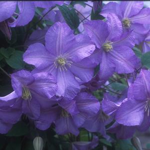 Clematis Prince Charles
