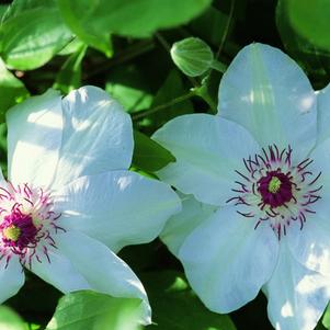 Clematis Mrs.Bateman
