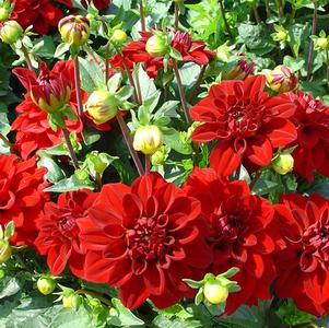 Dahlia Decorative Dahlia Gallery Singer