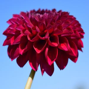 Dahlia Ball Type Jowey Marilyn