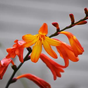 Crocosmia Happy Anniversay
