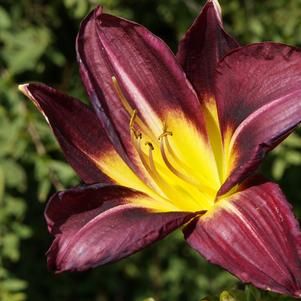 Hemerocallis Black Ambrosia