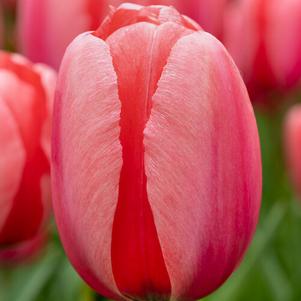 Tulip Darwin Hybrid Design Impression