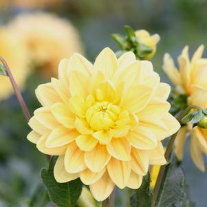 Dahlia Decorative Melody Latin