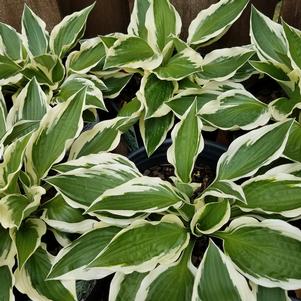Hosta Silk Road