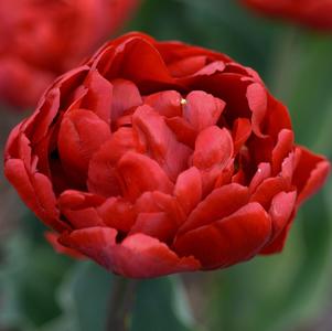 Tulip Double Early Red Foxtrot