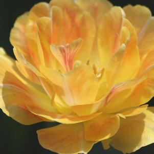 Tulip Double Late Charming Beauty