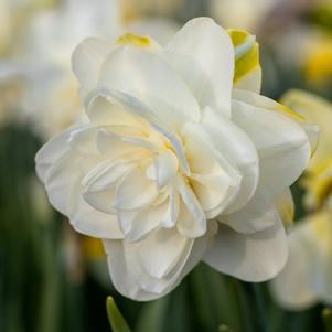 Daffodil Double Obdam