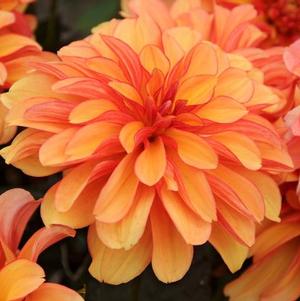 Dahlia Decorative Gallery Cobra