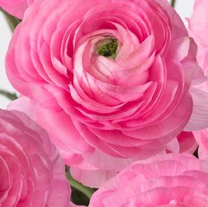 Ranunculus Romance Rosy Cheeks
