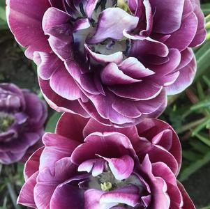 Precooled Tulip for Cut Dream Touch