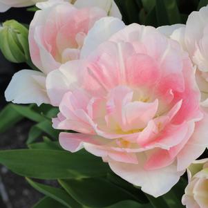 Precooled Tulip for Cut Finola