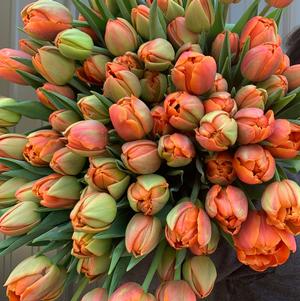 Precooled Tulip for Cut Icoon