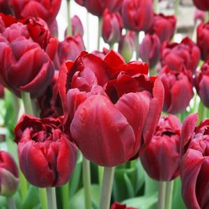 Precooled Tulip for Cut Palmyra