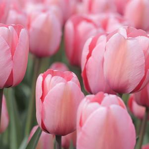 Precooled Tulip for Cut Salmon Impression