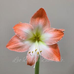 Hippeastrum Holland Apricot Parfait