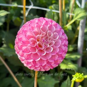 Dahlia Ball Type Chimacum Davi