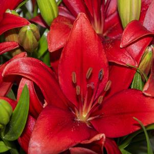 Lilies Longiflorum Asiatic Pokerface