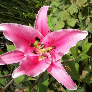 Lilies Oriental Rich Romance