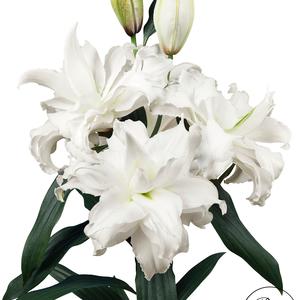 Lilies Double Oriental Roselily Angela