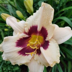 Hemerocallis Pandora's Box