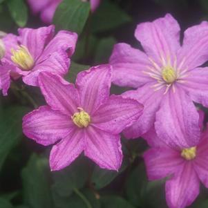 Clematis Comtesse de Bouchard