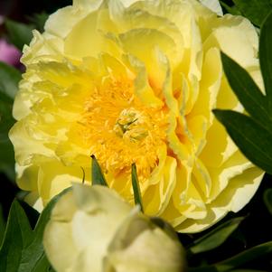Peony Itoh Yellow Crown