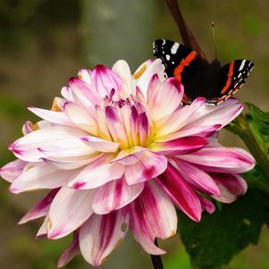Dahlia Decorative Caribbean Fantasy
