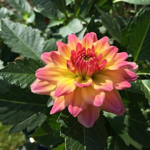 Dahlia Decorative Armateras